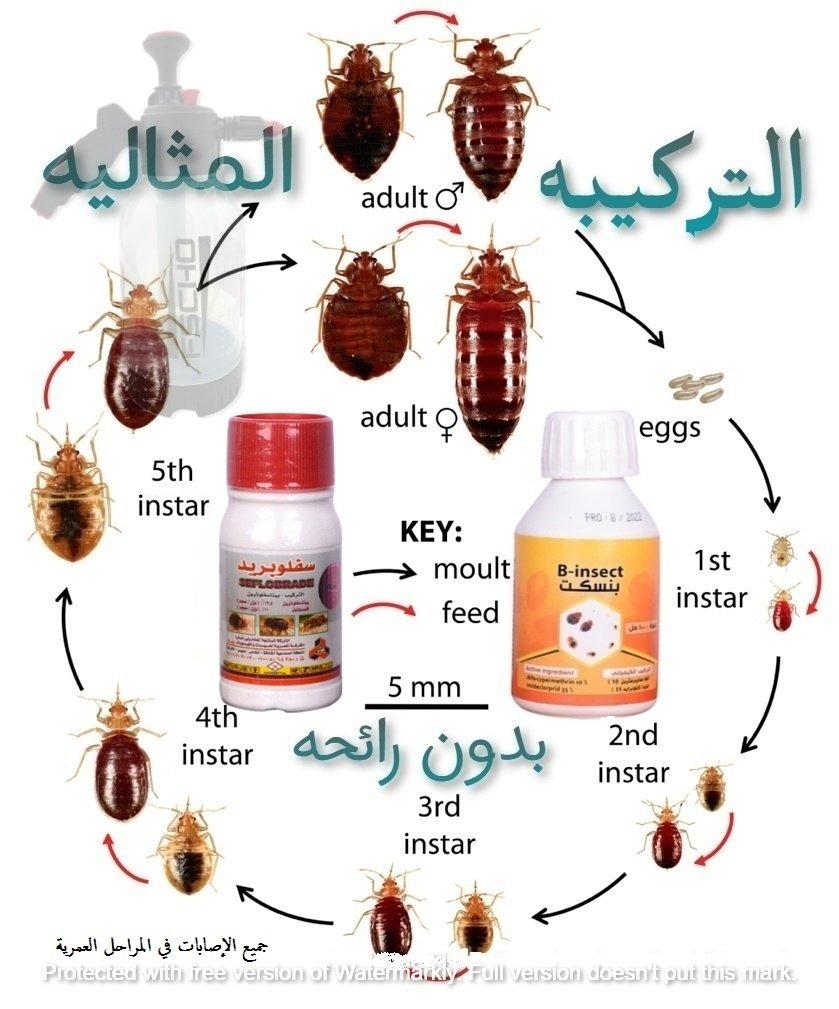 افضل مبيد لرش بق الفراش