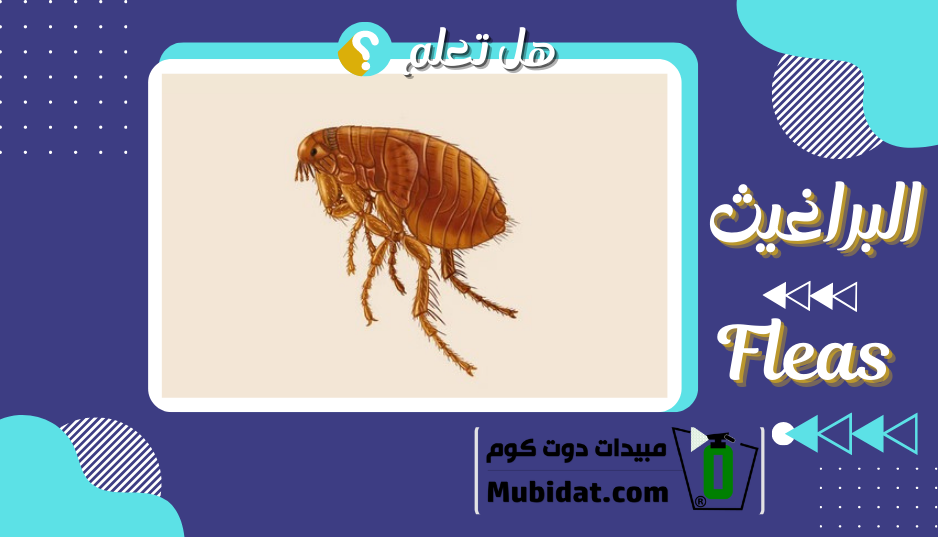 حشرة البراغيث