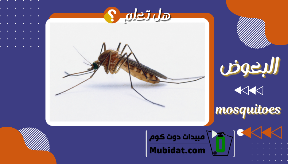 البعوض