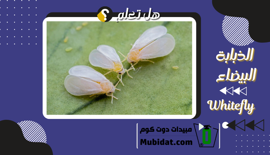 الذبابة البيضاء