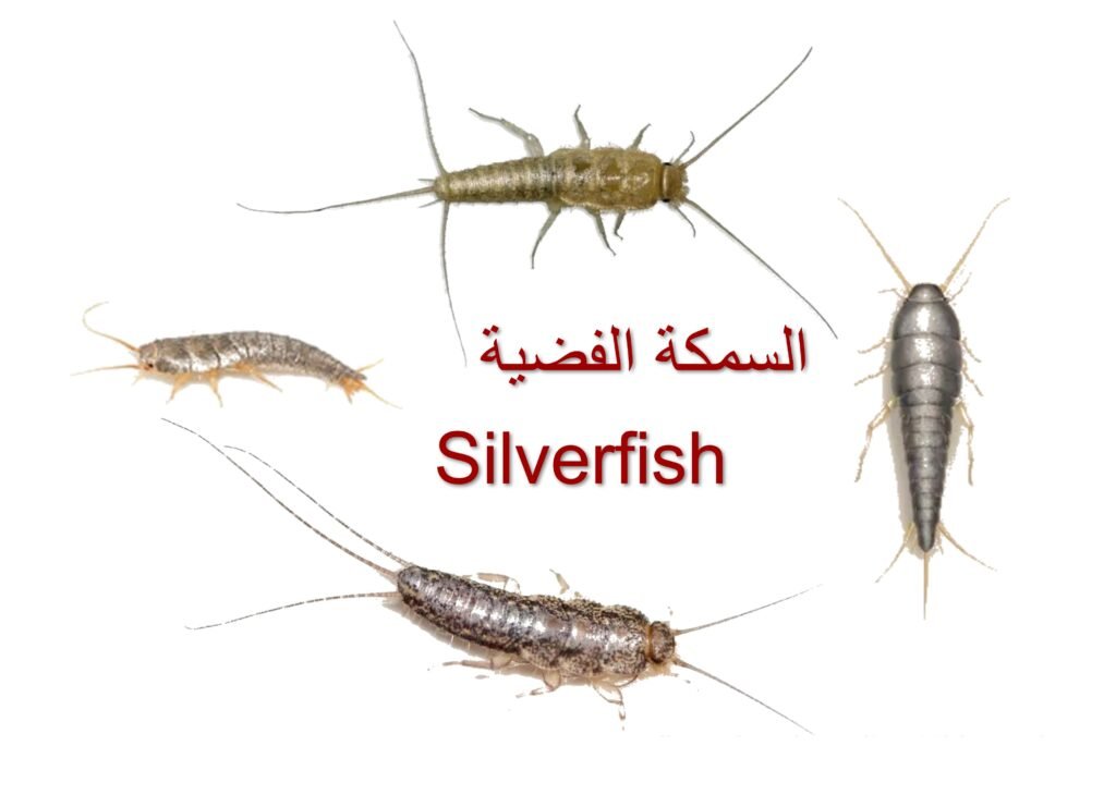 السمكة الفضية 2