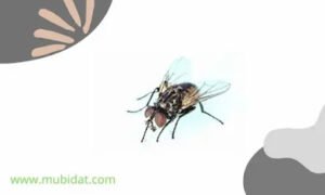 الذباب المنزلى حشرة الذباب المنزلى