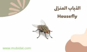 طرق الوقايا من الذباب المنزلى حشرة الذباب المنزلى