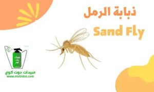 ذبابة الرمل ذبابة الرمل sand fly