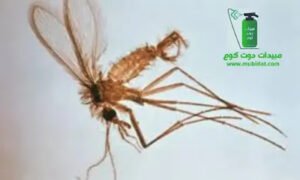 ذباب الرمل sand fly ذبابة الرمل