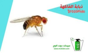 ذبابة الفاكهة drosophila ذبابة الفاكهة