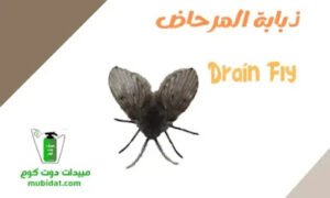 ذبابة المرحاض