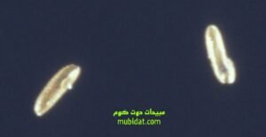 ذبابة الرمل مرحلة البيض ذبابة الرمل