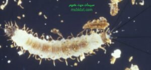 ذبابة الرمل مرحلة اليرقة