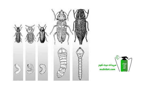سوس الخشب 6