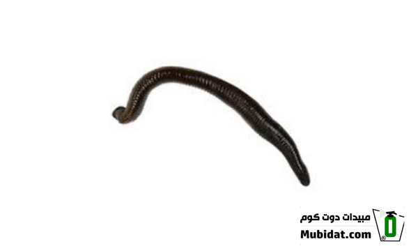 الدودة السوداء 4 دودة سوداء