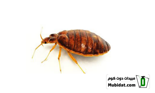 بق الفراش