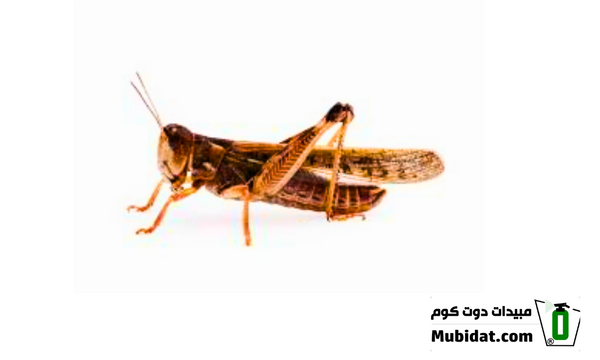 جراد بالغ