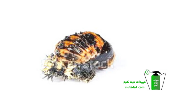 حشرة الخنفساء 8