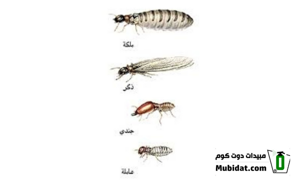 النمل الأبيض 10