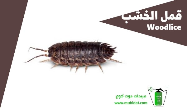 قمل الخشب 2