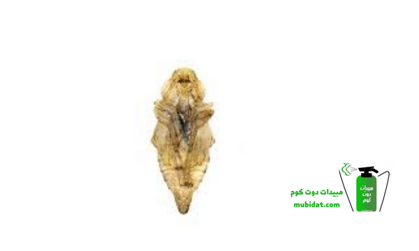 سوس الخشب 10