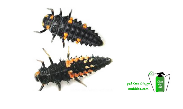 حشرة الخنفساء 6
