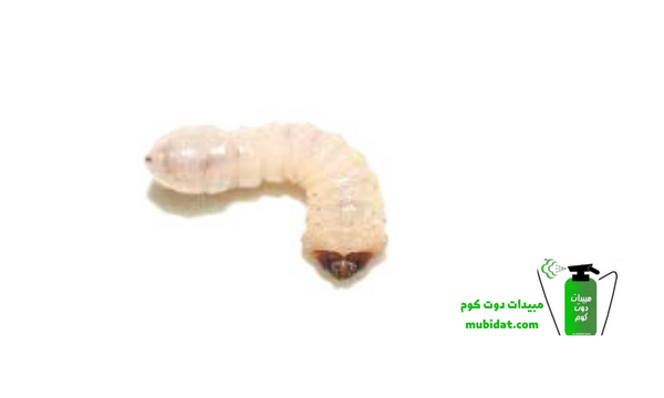 سوس الخشب 8
