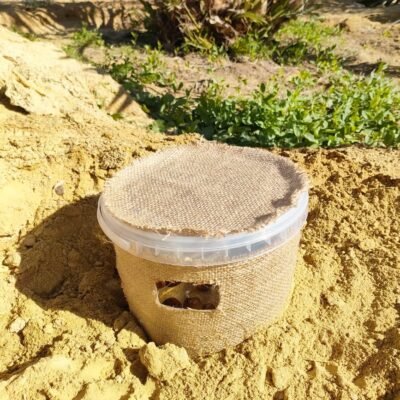 مصيدة سوسة النخيل الحمراء مع الفرمون