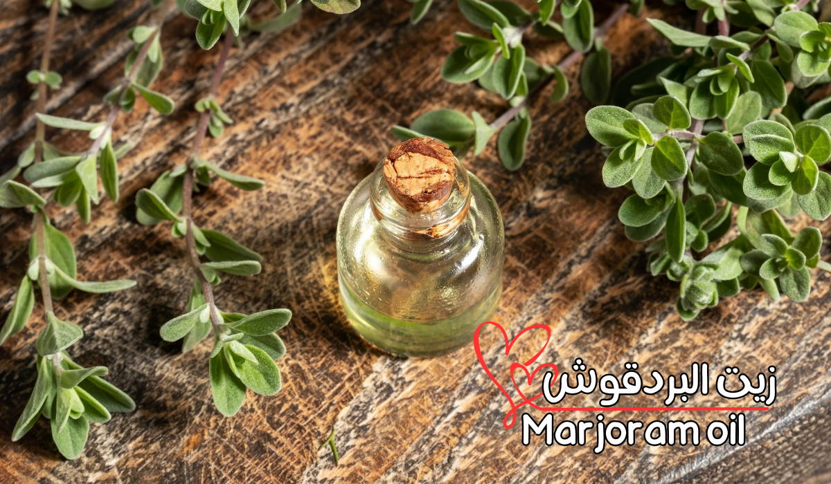 زيت البردقوش Marjoram oil 3 زيت البردقوش Marjoram oil